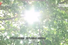 教你一道五指毛桃白薏胡萝卜汤，补而不燥，增强免疫力|城事特搜视频封面