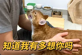 出差几天回来，猫咪看到我们开心得像个500斤的孩子视频封面