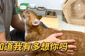 出差几天回来，猫咪看到我们开心得像个500斤的孩子视频封面