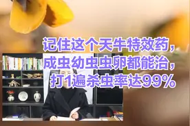 记住这个天牛特效药，成虫幼虫虫卵都能治，打1遍杀虫率达99%视频封面