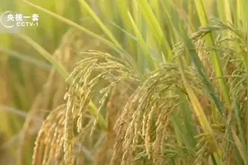 每当风吹过稻田时都会想您，袁爷爷，今天我也把饭吃光光了视频封面