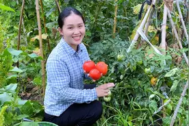 番茄长得密密麻麻，红彤彤的，长势喜人