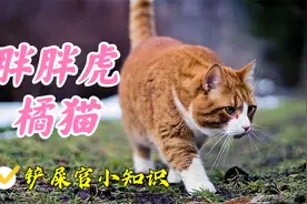 虎年特辑：中华田园猫五虎将第一弹，胖胖虎橘猫视频封面