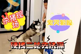 二哈有多害怕洗澡？还没开始就鬼哭狼嚎喊救命，场面失控笑死了视频封面