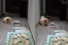 狗爸吃东西小狗靠近，本能护食咬伤小奶狗，主人翻看监控气炸了视频封面