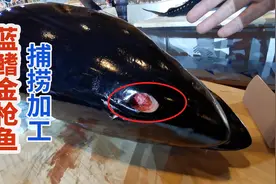 日本蓝鳍金枪鱼捕捞加工：头上钻洞放血做刺身才好吃！视频封面