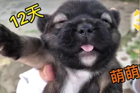 出生12天的小狗崽，越来越可爱，连豆苗都趴着台阶往窝里看视频封面
