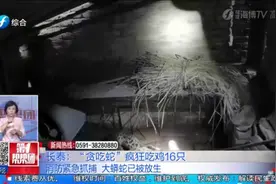 3米长蟒蛇现身鸡舍，一口气吃下16只鸡，消防紧急抓捕放生视频封面