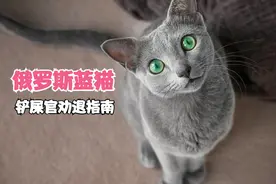 俄罗斯蓝猫，为啥是正宗蓝猫？这个小身板怎么在北极圈混？