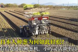日本人种葱为何如此轻松？看看先进的种葱机，小巧灵活效率高！视频封面