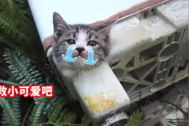 流浪猫的“骚操作”，脑袋被洗衣机卡住，大叔救下后笑得合不拢嘴视频封面