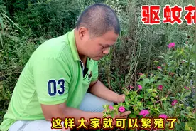 晚上12点开花白天闭合的植物，驱蚊效果非常好，适合阳台庭院栽种视频封面