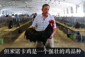一种原始的鸡品种，从西班牙引种到美国，肉质鲜美，下蛋又多又大视频封面