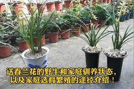 送春兰花的野生和家庭驯养的生长状态，以及驯养繁殖的途径介绍！视频封面