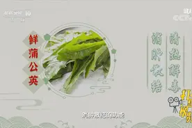 速看！鲜蒲公英性苦，有清热解毒、消肿散结的功效|健康之路视频封面