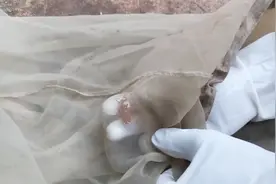 小时候看见臭大姐摸不得碰不得，吃货表示现在1块钱一个都抢不到视频封面