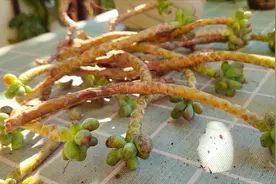 多肉植物变成“光杆司令”，果断砍头，颜值翻倍，一盆变多盆视频封面