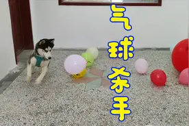 哈士奇一口气咬爆半包气球，狗子：请叫我气球终结者！视频封面