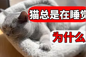 猫为什么总是在睡觉？真的天天都这么困吗？视频封面
