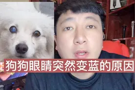 狗狗眼睛突然变蓝的原因和解决方法？