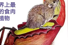 4种世界上最厉害的食肉植物：半秒钟就可以吃掉一只老鼠！视频封面