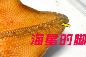吃了这么多年海星，你知道它没脑子吗？海洋生物知识科普视频封面