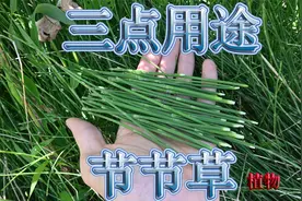 谁人不识“节节草”植物！它有3大用途与价值，盆栽观赏可好？视频封面