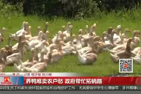 养鸭难卖农户愁 政府帮忙拓销路视频封面