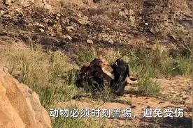 受伤的野牛被队友放弃拯救，眼睁睁看着它被狮子活吃视频封面