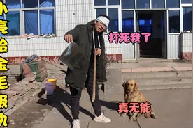金毛在外受欺负回到家告状，气的小亮去给它报仇，结果却负伤而归视频封面