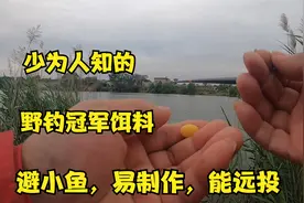 野钓最强钓饵，轻松避开小杂鱼，使用效果远远超过商品饵视频封面