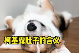 柯基露肚皮的6个含义，知道的人不多！视频封面
