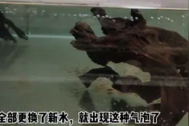 为什么鱼缸壁上会出现大量气泡，怎么去除，这也算是小妙招吗？视频封面