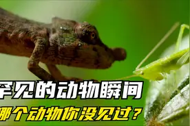 罕见的动物和动物瞬间，哪个动物你没见过？哪个瞬间让你开心？视频封面