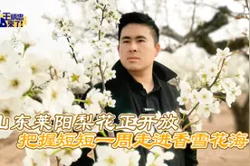 山东莱阳梨花正开放 把握短短一周走进香雪花海视频封面