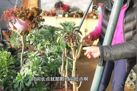 如何让多肉黑法师修剪的更美观，爆满整个树干和枝头，听大叔讲视频封面