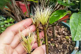 扦插水培栀子花，10多天长满小白根，看看用了什么方法视频封面