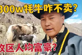 牧区1头牦牛1万多，藏族大哥放200多头，对应近300万为啥不卖？