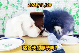 看到大壮和朵拉这么照顾小猫咪，铲屎官很欣慰！视频封面