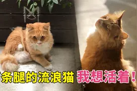 生来只有两条腿的流浪橘猫，被猫妈妈抛弃，却活出了别样的喵生视频封面