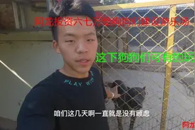 阿龙花巨资建设狗狗游乐场，堪称狗界最豪华’这下狗狗可开心了！视频封面