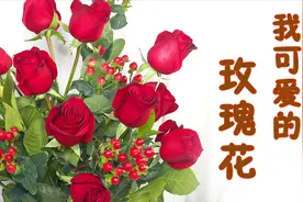 【大叔说花】情人节的味道，那一束火红的玫瑰花，倾听花开的声音视频封面