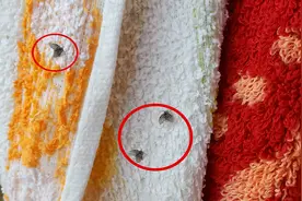 家里卫生间又有小飞虫？只需简单一招全消灭，赶紧叮嘱家里人试试视频封面