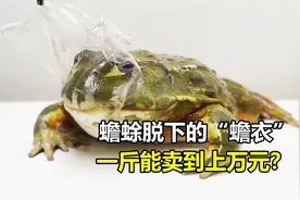 癞蛤蟆身上蜕下来的皮，能卖到上万元一斤，为什么没有人原意捡？视频封面