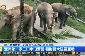亚洲象一家三口串门警营 看到警犬还要互动视频封面