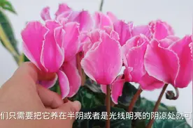 家里光照不好，冬天养3种开花花卉，没有直射光也能花开满盆！视频封面