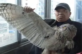 巨大猛禽雕鸮撞碎居民楼窗户进屋里  大爷：以为进了贼视频封面