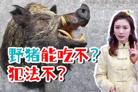 野猪肉能吃吗？犯法吗？视频封面