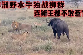非洲野水牛独战狮群，十几头狮子抓不住它，就连狮王都躲着它！视频封面