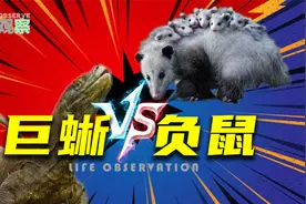 巨蜥发现了一窝负鼠，为了保护幼崽，负鼠妈妈只能奋力一搏视频封面